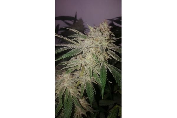 GG#4 (Zamnesia Seeds) feminizada