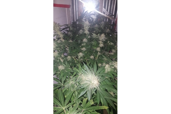 GG#4 (Zamnesia Seeds) feminizada