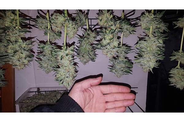 GG#4 (Zamnesia Seeds) feminizada