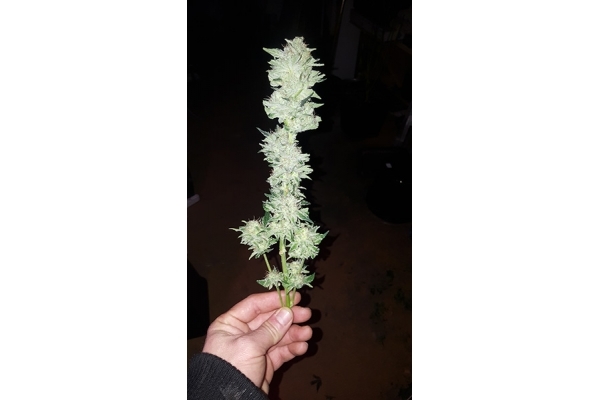 GG#4 (Zamnesia Seeds) feminizada