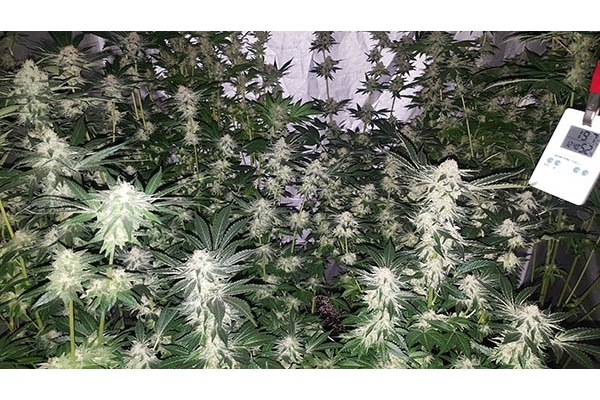 GG#4 (Zamnesia Seeds) feminizada
