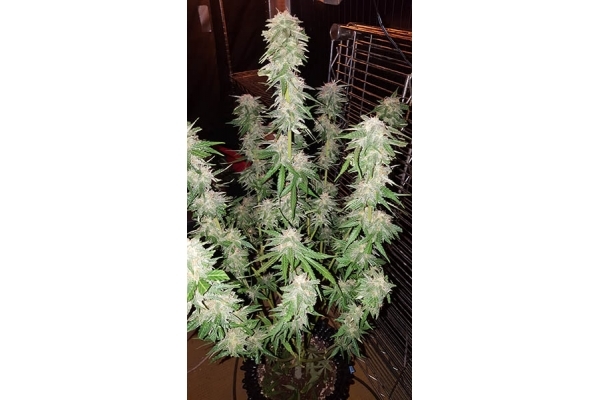GG#4 (Zamnesia Seeds) feminizada