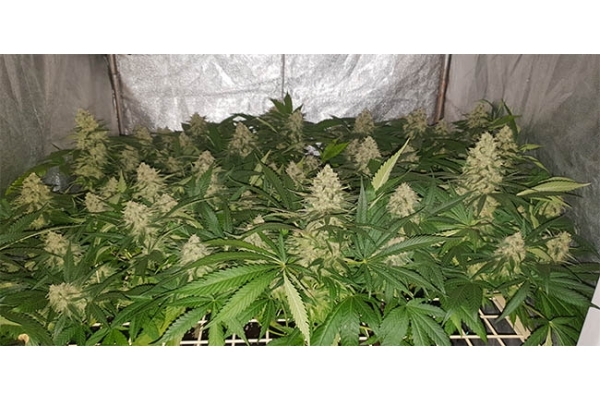 GG#4 (Zamnesia Seeds) feminizada