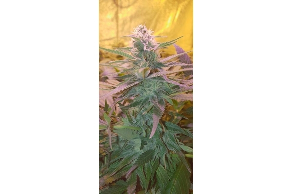 GG#4 (Zamnesia Seeds) feminizada
