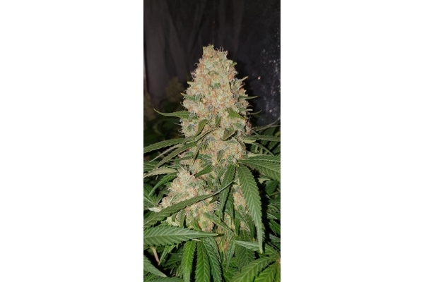 GG#4 (Zamnesia Seeds) feminizada