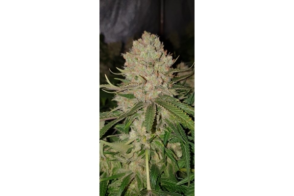 GG#4 (Zamnesia Seeds) feminizada