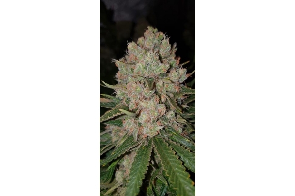 GG#4 (Zamnesia Seeds) feminizada