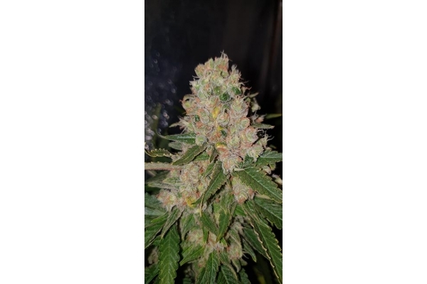 GG#4 (Zamnesia Seeds) feminizada
