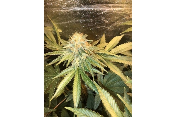 GG#4 (Zamnesia Seeds) feminizada