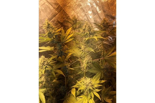 GG#4 (Zamnesia Seeds) feminizada