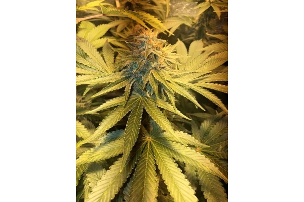 GG#4 (Zamnesia Seeds) feminizada