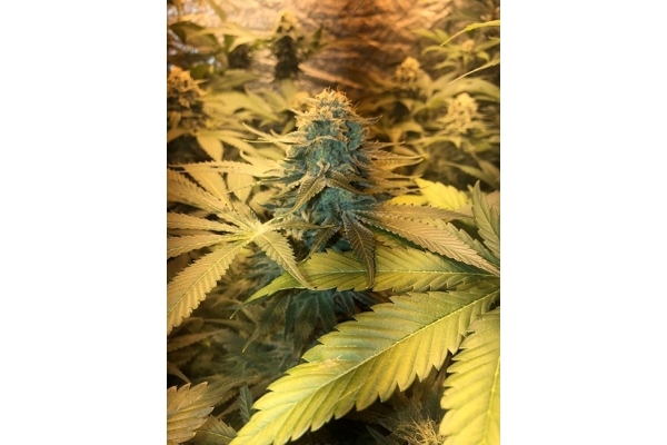 GG#4 (Zamnesia Seeds) feminizada