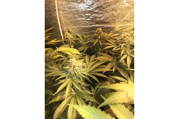 GG#4 (Zamnesia Seeds) feminizada