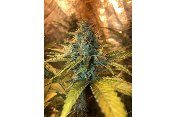 GG#4 (Zamnesia Seeds) feminizada