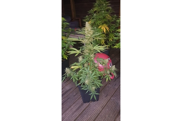 GG#4 (Zamnesia Seeds) feminizada