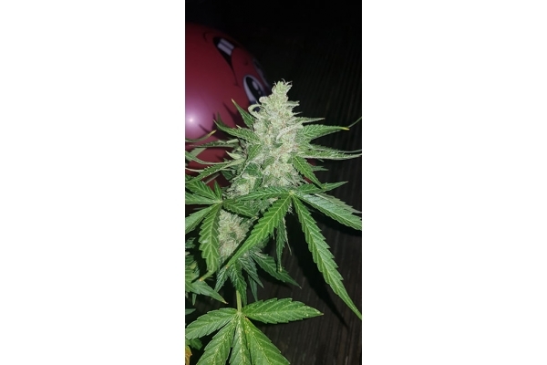 GG#4 (Zamnesia Seeds) feminizada