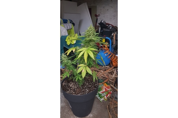 GG#4 (Zamnesia Seeds) feminizada