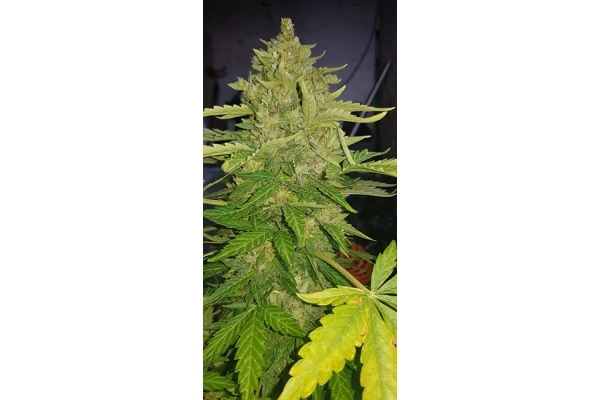 GG#4 (Zamnesia Seeds) feminizada