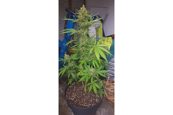 GG#4 (Zamnesia Seeds) feminizada