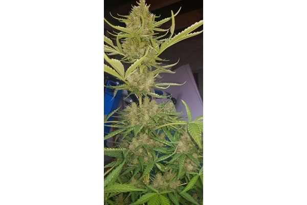 GG#4 (Zamnesia Seeds) feminizada