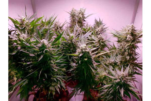 GG#4 (Zamnesia Seeds) feminizada