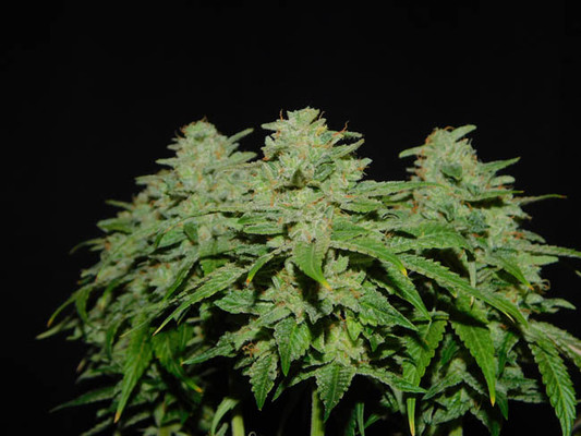 Tangerine G13 (Amsterdam Genetics) feminizada