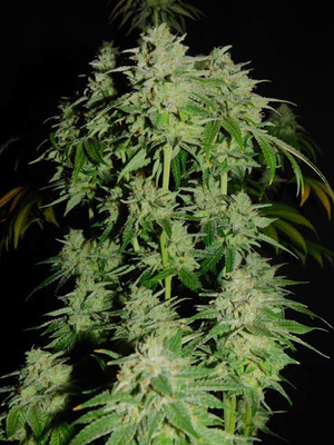 Tangerine G13 (Amsterdam Genetics) feminizada