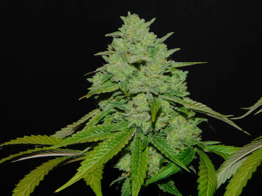 Tangerine G13 (Amsterdam Genetics) feminizada