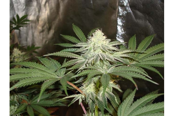 Girl Scout Cookies (Zamnesia Seeds) Feminizada