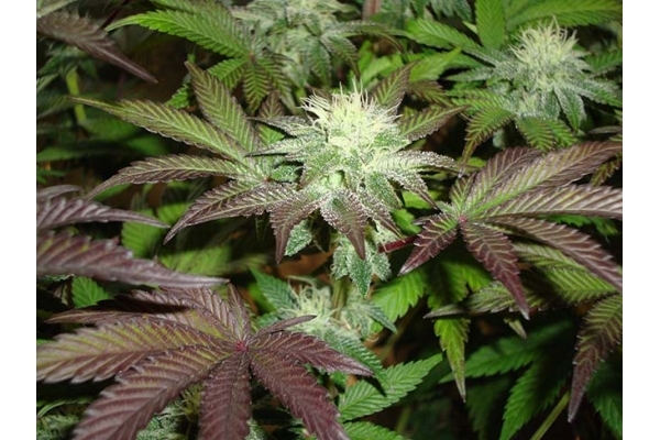 Girl Scout Cookies (Zamnesia Seeds) Feminizada