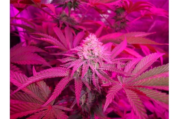 Girl Scout Cookies (Zamnesia Seeds) Feminizada