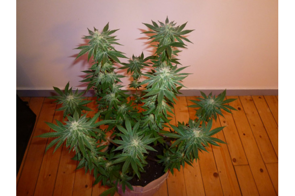 Girl Scout Cookies (Zamnesia Seeds) Feminizada
