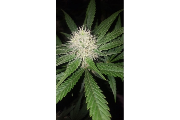 Lemon Power Haze (Zamnesia Seeds) feminizada Lemon Power Haze (Zamnesia Seeds) feminizada
