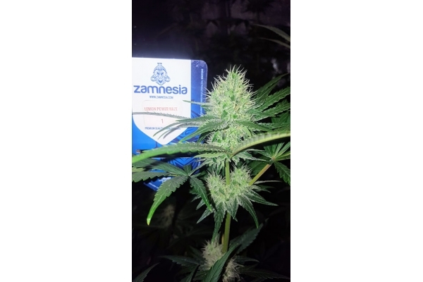 Lemon Power Haze (Zamnesia Seeds) feminizada Lemon Power Haze (Zamnesia Seeds) feminizada