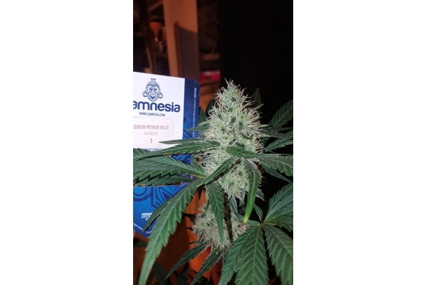 Lemon Power Haze (Zamnesia Seeds) feminizada Lemon Power Haze (Zamnesia Seeds) feminizada