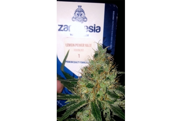 Lemon Power Haze (Zamnesia Seeds) feminizada Lemon Power Haze (Zamnesia Seeds) feminizada