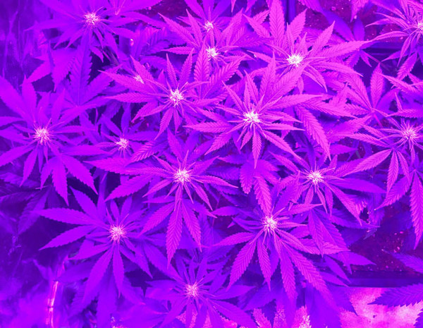Lemon Power Haze (Zamnesia Seeds) feminizada Lemon Power Haze (Zamnesia Seeds) feminizada