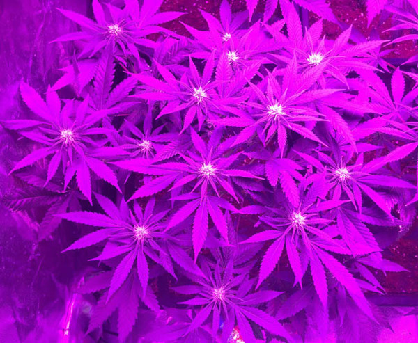 Lemon Power Haze (Zamnesia Seeds) feminizada Lemon Power Haze (Zamnesia Seeds) feminizada