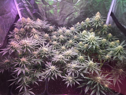 Lemon Power Haze (Zamnesia Seeds) feminizada Lemon Power Haze (Zamnesia Seeds) feminizada