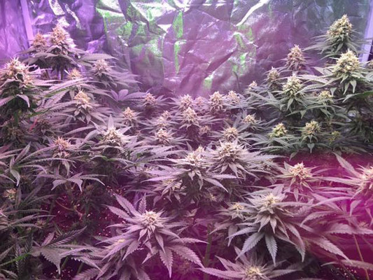 Lemon Power Haze (Zamnesia Seeds) feminizada Lemon Power Haze (Zamnesia Seeds) feminizada