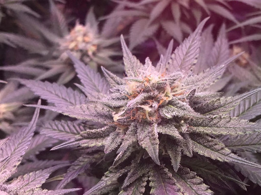 Lemon Power Haze (Zamnesia Seeds) feminizada Lemon Power Haze (Zamnesia Seeds) feminizada