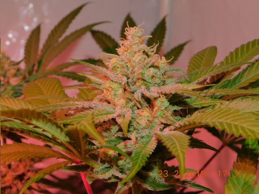 Lemon Power Haze (Zamnesia Seeds) feminizada Lemon Power Haze (Zamnesia Seeds) feminizada