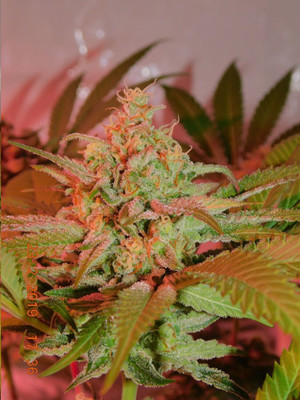 Lemon Power Haze (Zamnesia Seeds) feminizada Lemon Power Haze (Zamnesia Seeds) feminizada