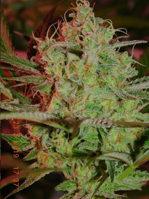 Lemon Power Haze (Zamnesia Seeds) feminizada Lemon Power Haze (Zamnesia Seeds) feminizada