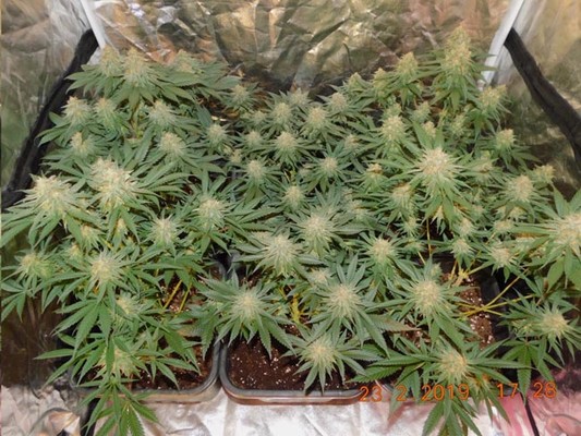 Lemon Power Haze (Zamnesia Seeds) feminizada Lemon Power Haze (Zamnesia Seeds) feminizada