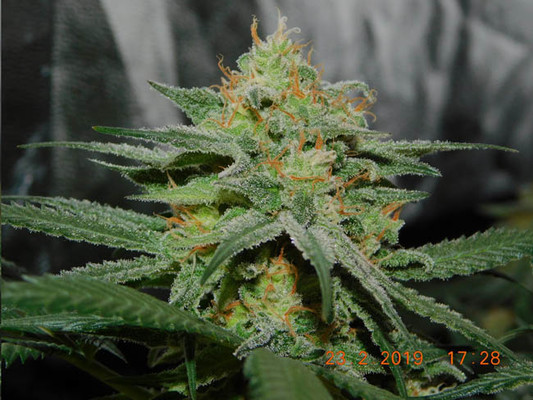 Lemon Power Haze (Zamnesia Seeds) feminizada Lemon Power Haze (Zamnesia Seeds) feminizada