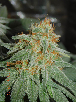Lemon Power Haze (Zamnesia Seeds) feminizada Lemon Power Haze (Zamnesia Seeds) feminizada