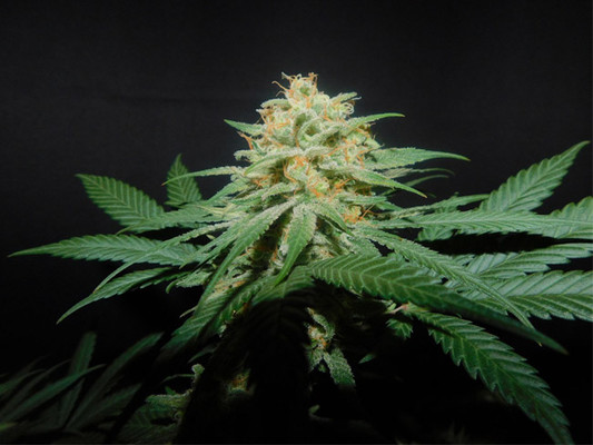 Lemon Power Haze (Zamnesia Seeds) feminizada Lemon Power Haze (Zamnesia Seeds) feminizada