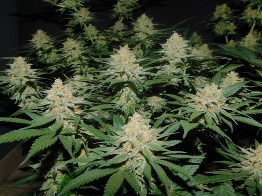 Lemon Power Haze (Zamnesia Seeds) feminizada Lemon Power Haze (Zamnesia Seeds) feminizada