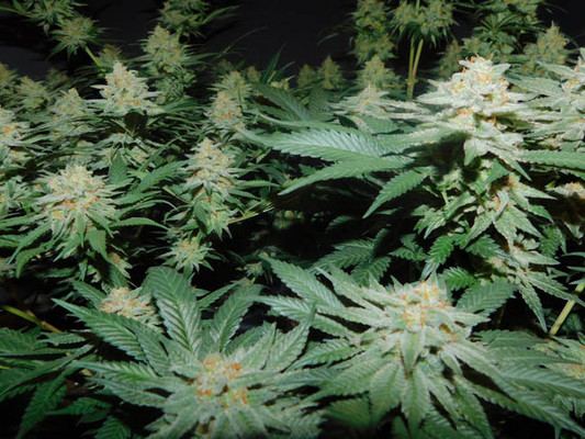 Lemon Power Haze (Zamnesia Seeds) feminizada Lemon Power Haze (Zamnesia Seeds) feminizada